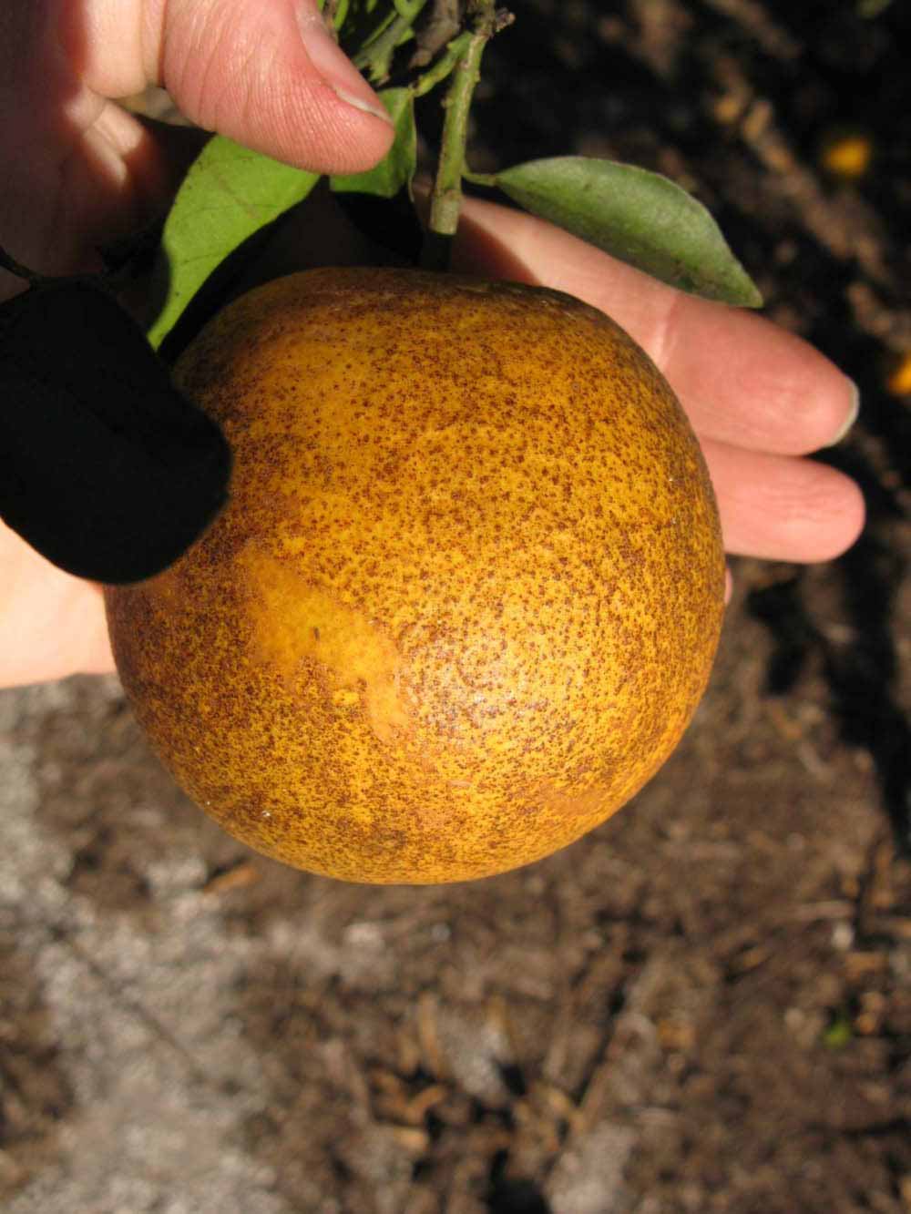            Fruit (Winter Haven, FL)   